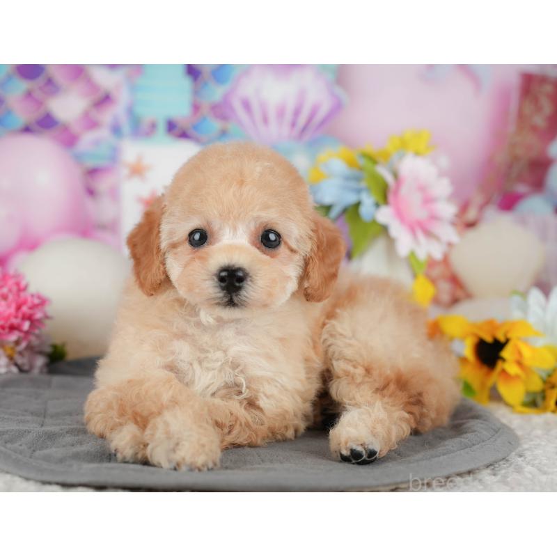 販売中の千葉県のタイニープードル-438929の11枚目