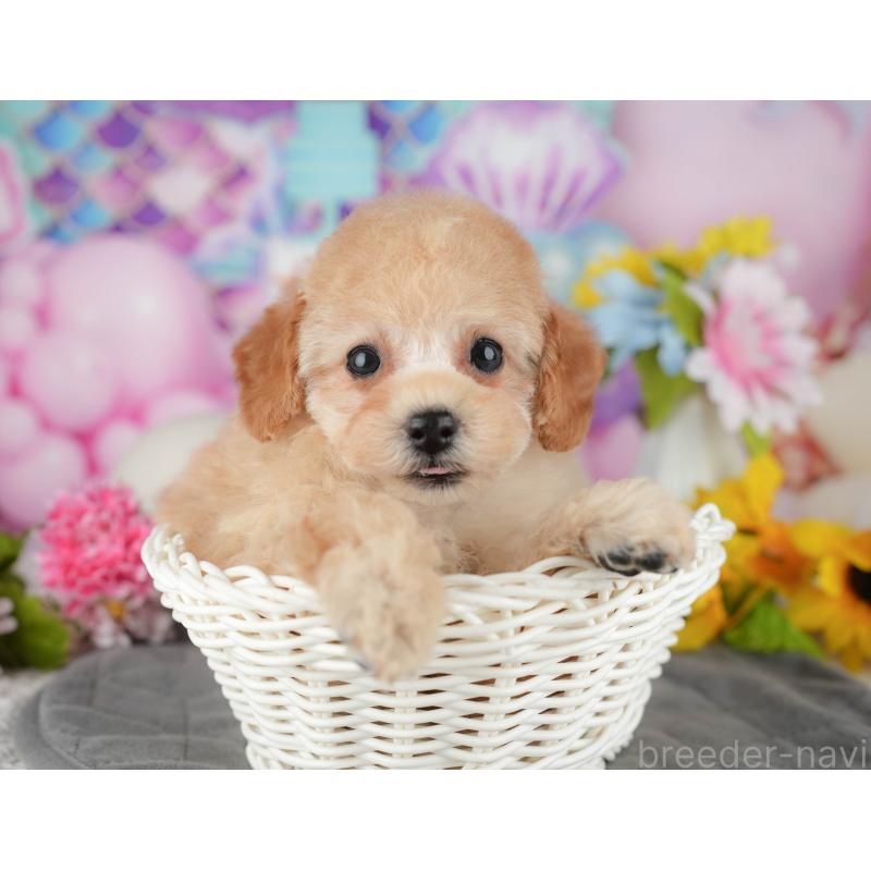 販売中の千葉県のタイニープードル-438929の10枚目