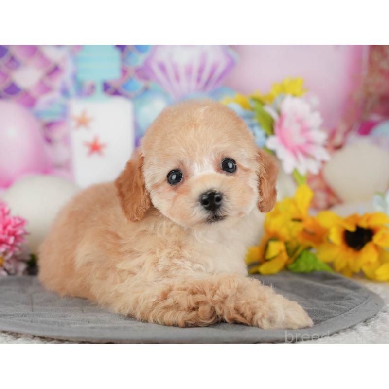 販売中の千葉県のタイニープードル-438929の9枚目