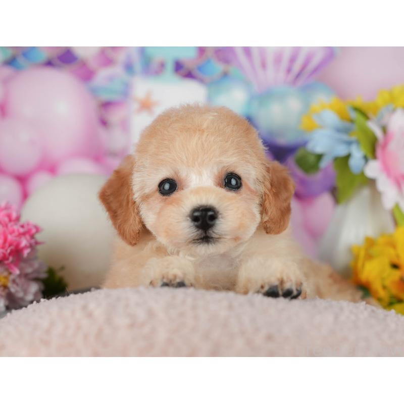 販売中の千葉県のタイニープードル-438929の8枚目