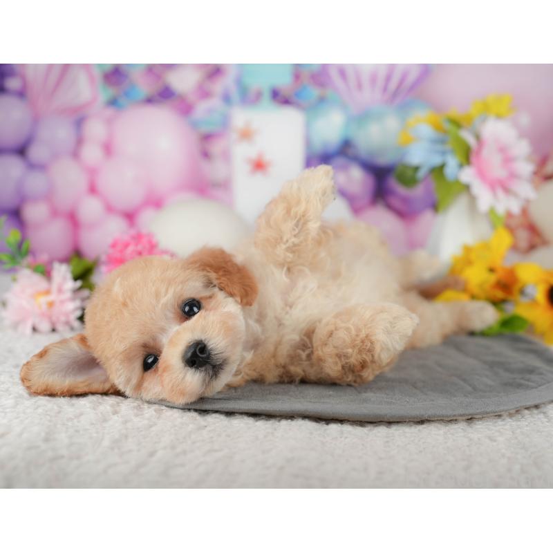 販売中の千葉県のタイニープードル-438929の7枚目