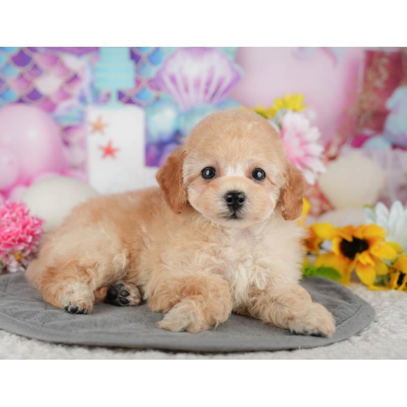 販売中の千葉県のタイニープードル-438929の6枚目