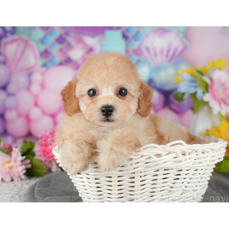 販売中の千葉県のタイニープードル-438929の5枚目