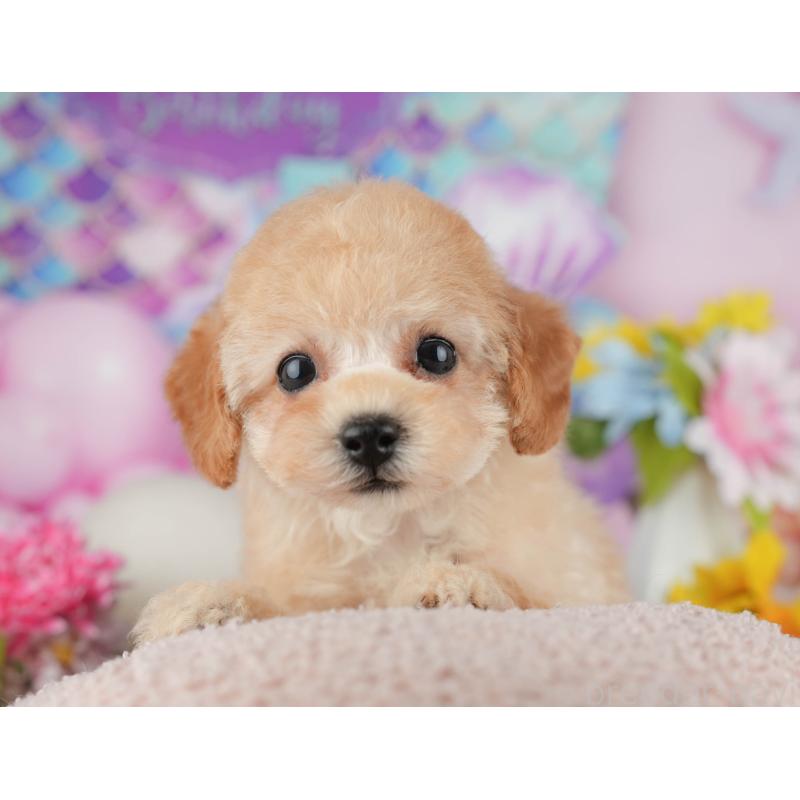 販売中の千葉県のタイニープードル-438929の4枚目