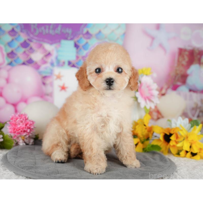 販売中の千葉県のタイニープードル-438929の3枚目