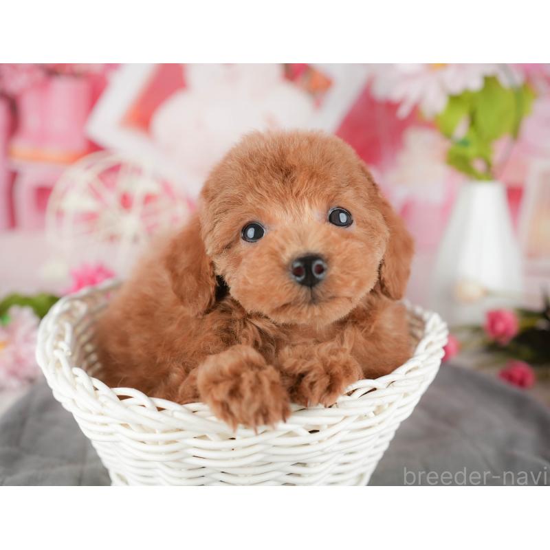 販売中の千葉県のタイニープードル-438926の10枚目