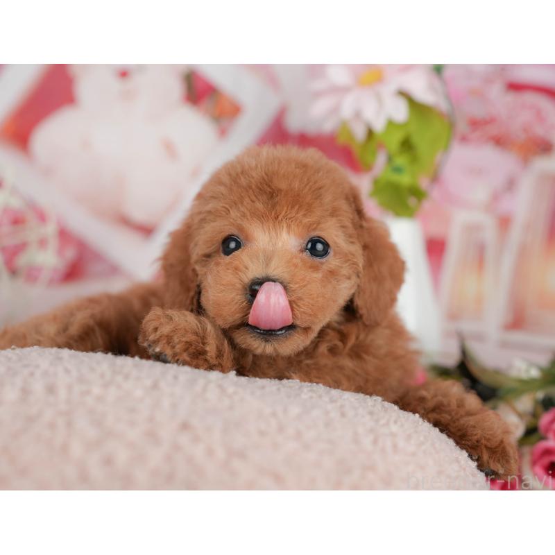 販売中の千葉県のタイニープードル-438926の9枚目