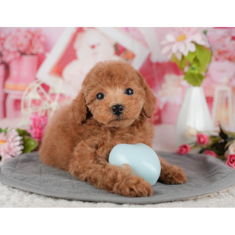 販売中の千葉県のタイニープードル-438926の8枚目