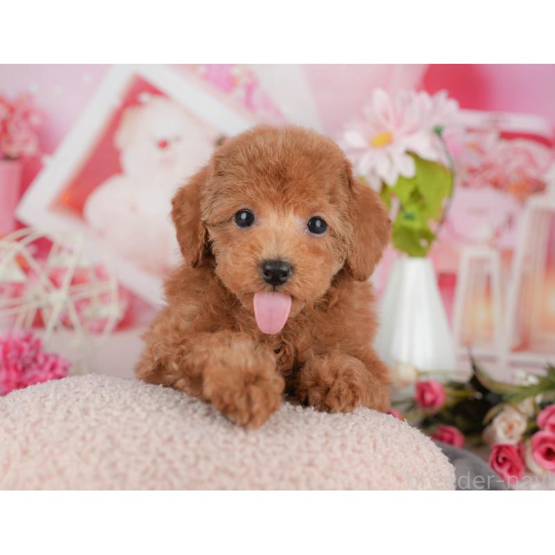 販売中の千葉県のタイニープードル-438926の7枚目