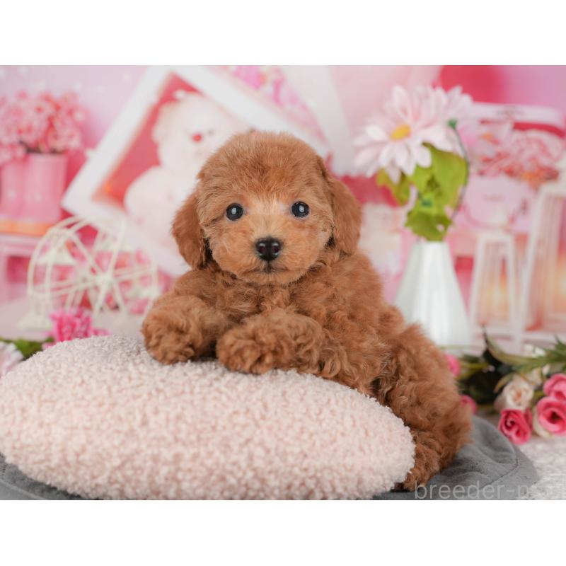 販売中の千葉県のタイニープードル-438926の6枚目