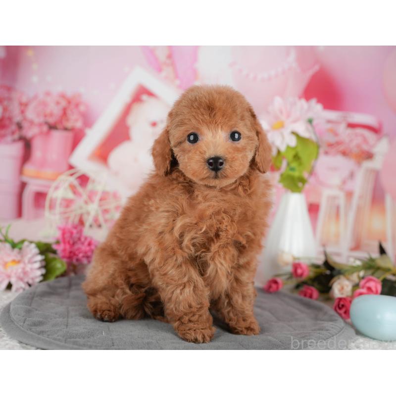 販売中の千葉県のタイニープードル-438926の4枚目