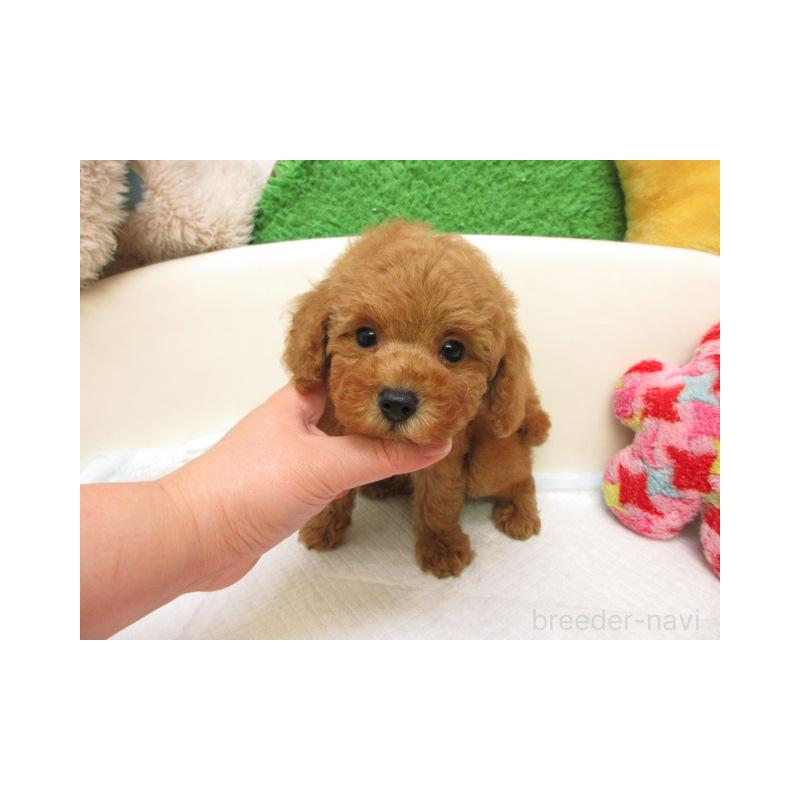 販売中の大阪府のトイプードル-438878の2枚目