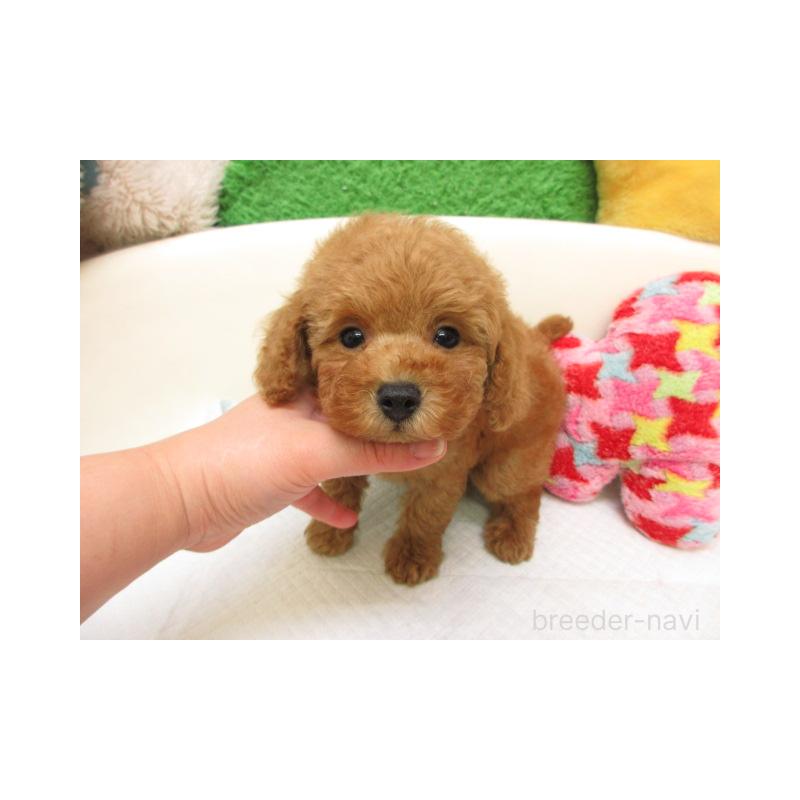 販売中の大阪府のトイプードル-438878