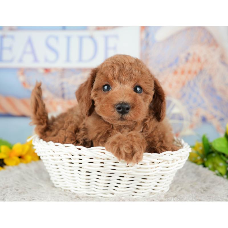 販売中の千葉県のトイプードル-438924の11枚目