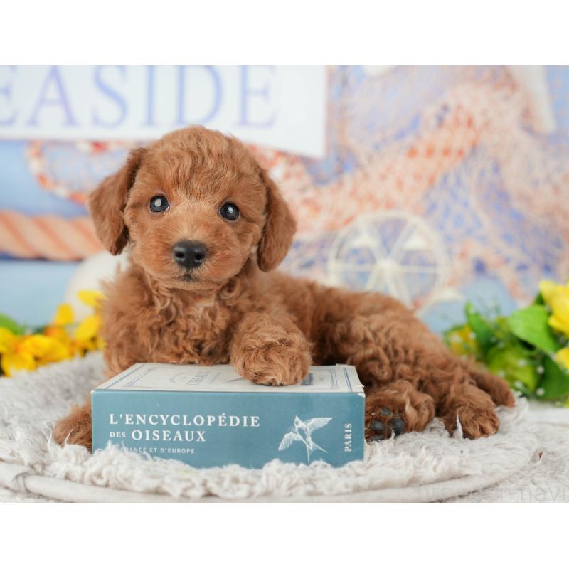 販売中の千葉県のトイプードル-438924の9枚目