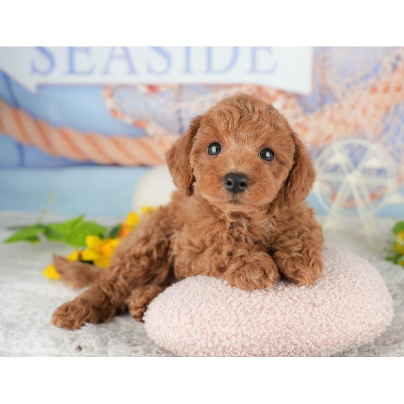 販売中の千葉県のトイプードル-438924の8枚目