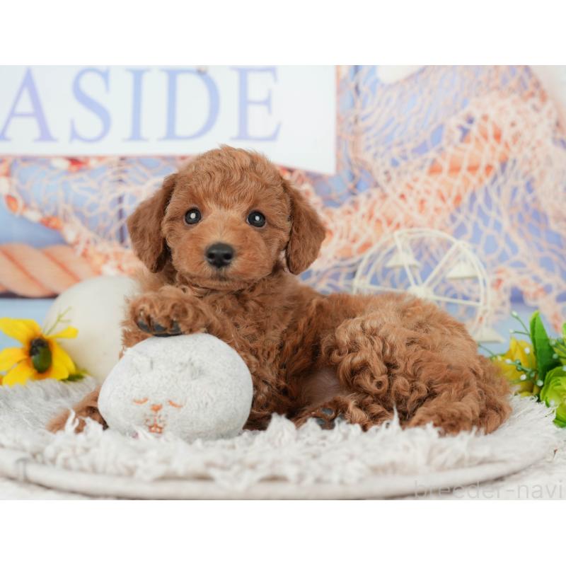 販売中の千葉県のトイプードル-438924の7枚目