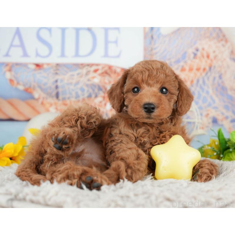 販売中の千葉県のトイプードル-438924の6枚目