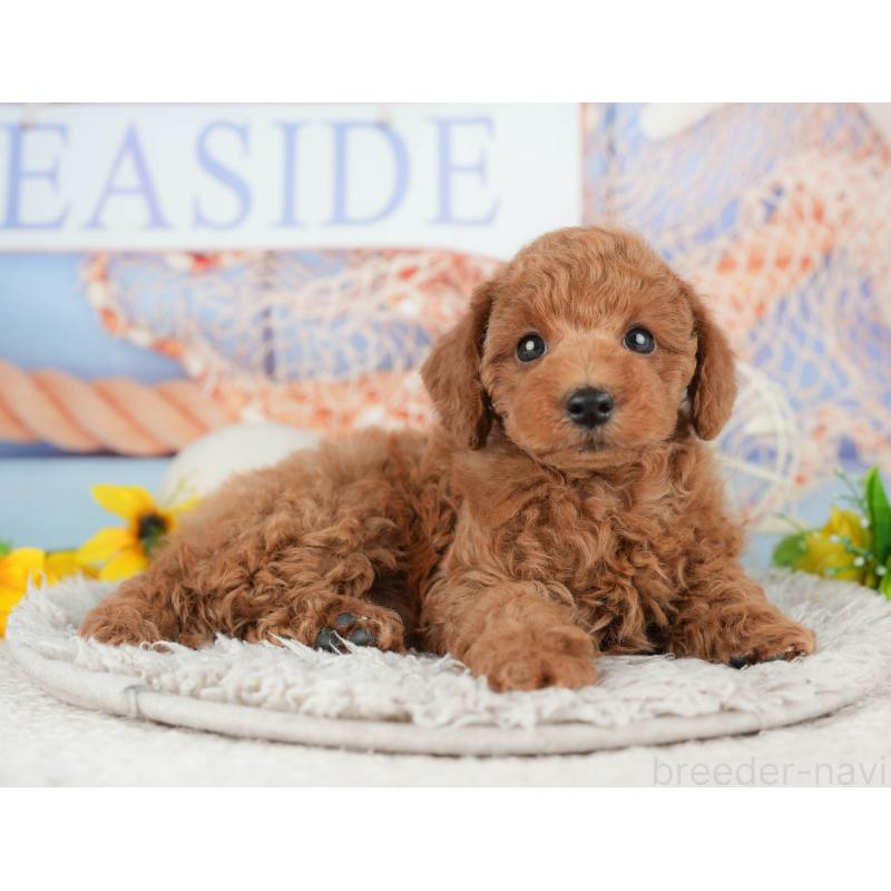 販売中の千葉県のトイプードル-438924の5枚目