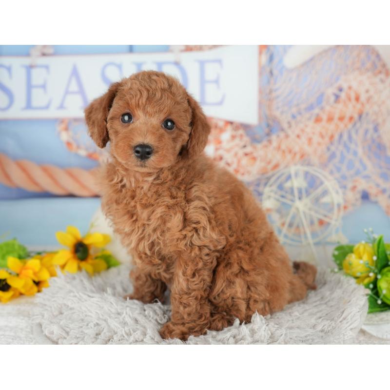 販売中の千葉県のトイプードル-438924の4枚目