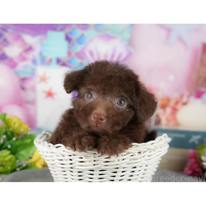 販売中の千葉県のトイプードル-438921の1枚目