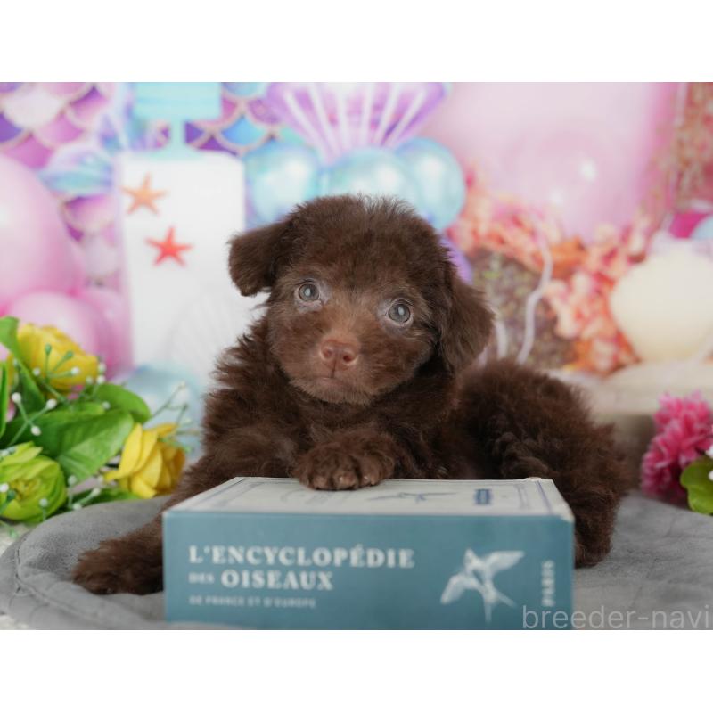 販売中の千葉県のトイプードル-438921の11枚目