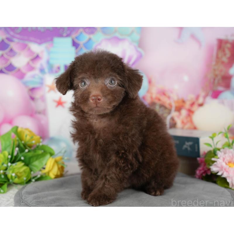 販売中の千葉県のトイプードル-438921の5枚目