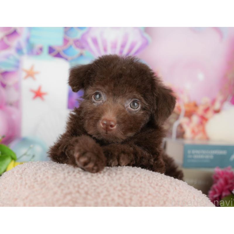 販売中の千葉県のトイプードル-438921の4枚目