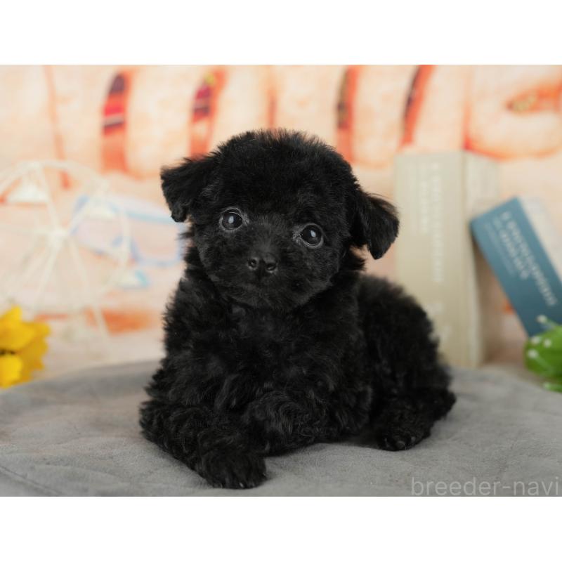 販売中の千葉県のトイプードル-438920の1枚目