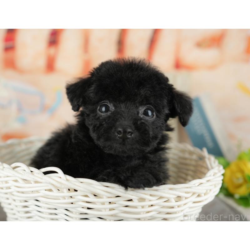 販売中の千葉県のトイプードル-438920の9枚目