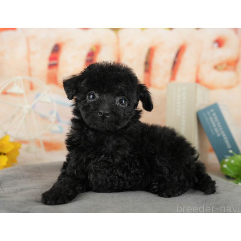 販売中の千葉県のトイプードル-438920の8枚目