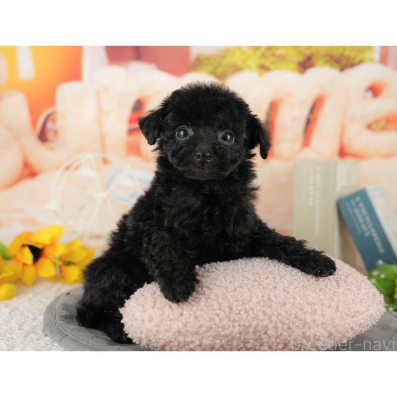 販売中の千葉県のトイプードル-438920の6枚目