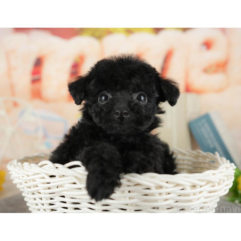 販売中の千葉県のトイプードル-438920の4枚目