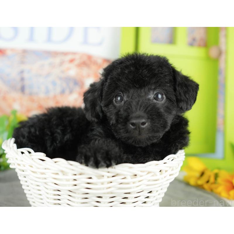 販売中の千葉県のトイプードル-438915の11枚目