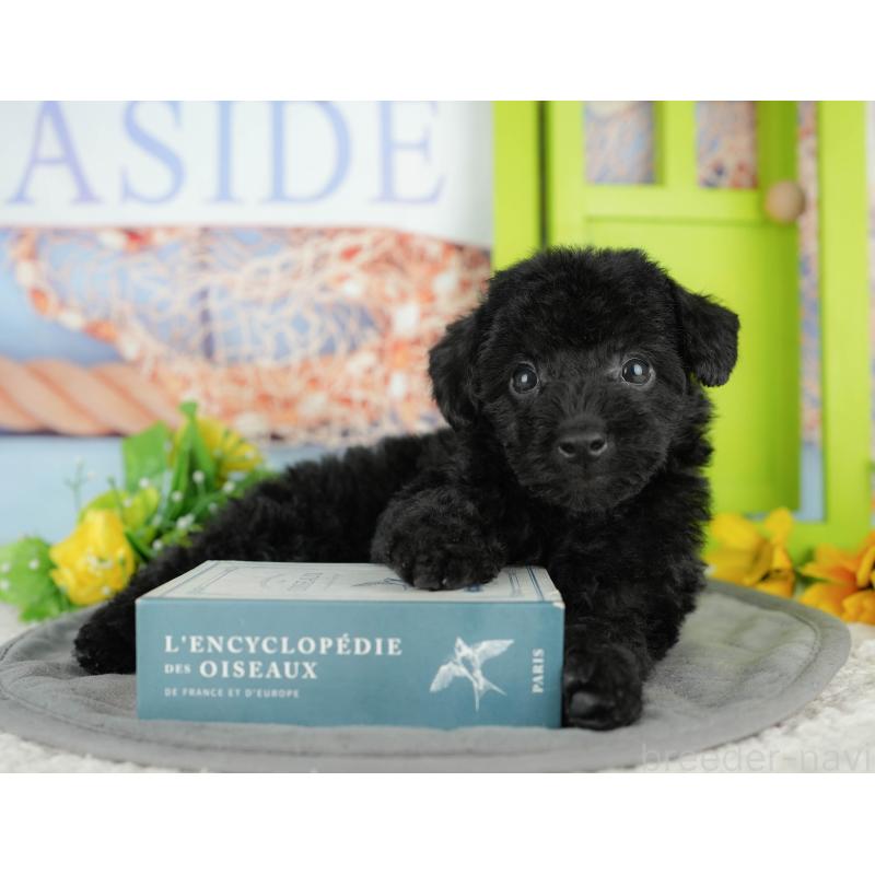 販売中の千葉県のトイプードル-438915の10枚目