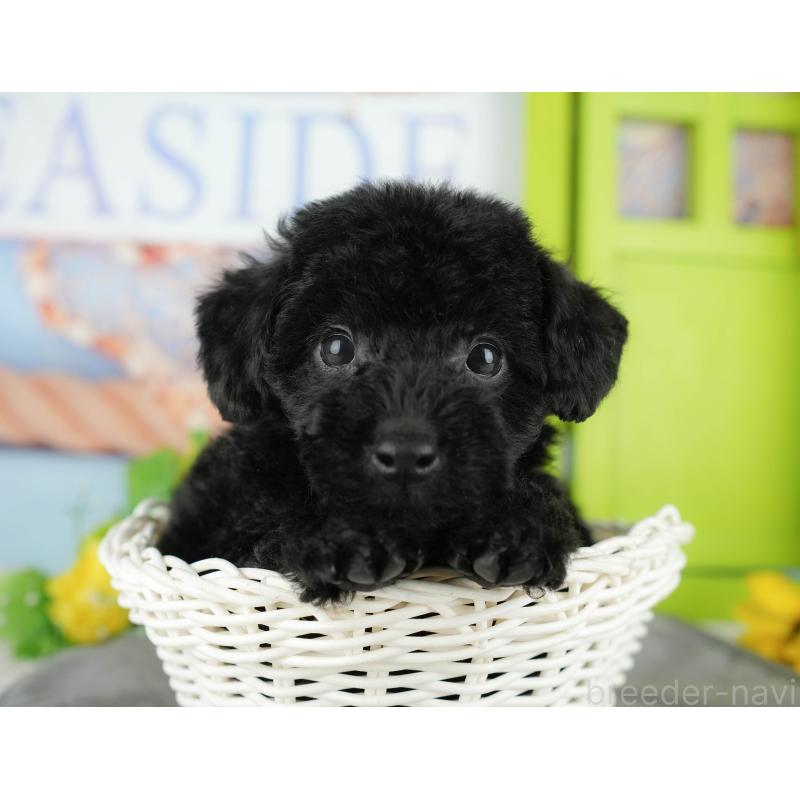 販売中の千葉県のトイプードル-438915の9枚目