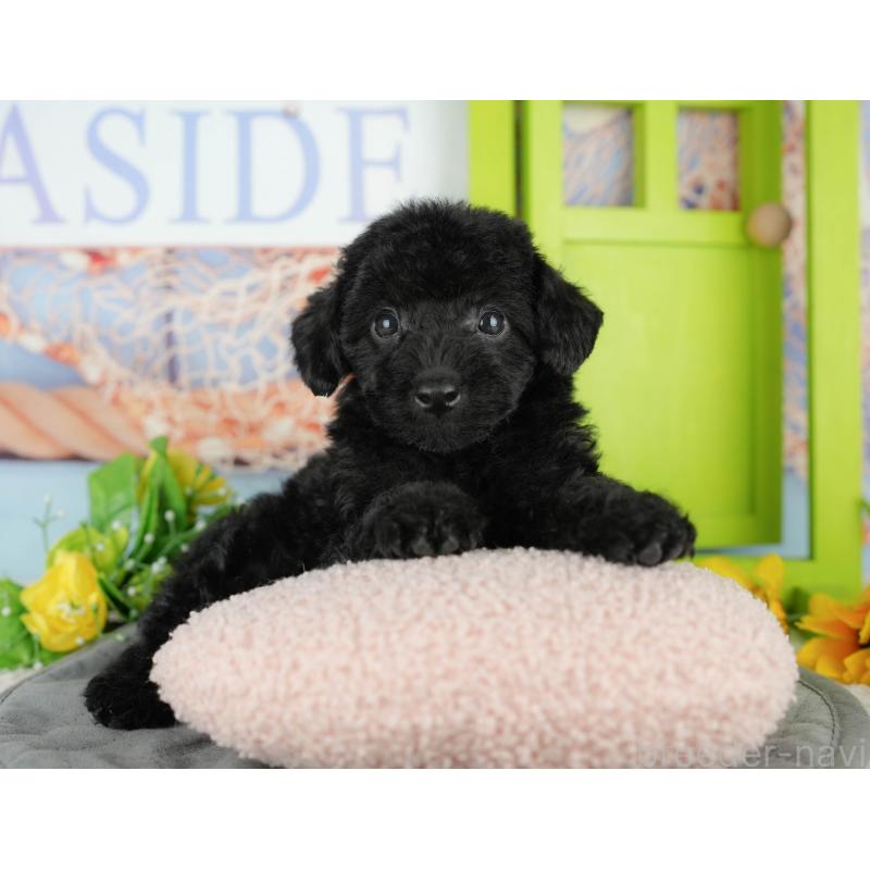 販売中の千葉県のトイプードル-438915の8枚目