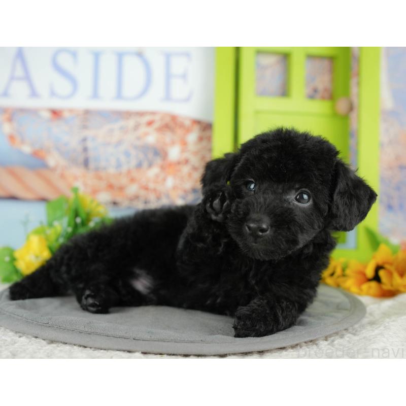 販売中の千葉県のトイプードル-438915の7枚目