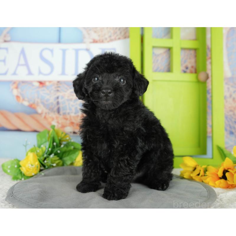 販売中の千葉県のトイプードル-438915の6枚目