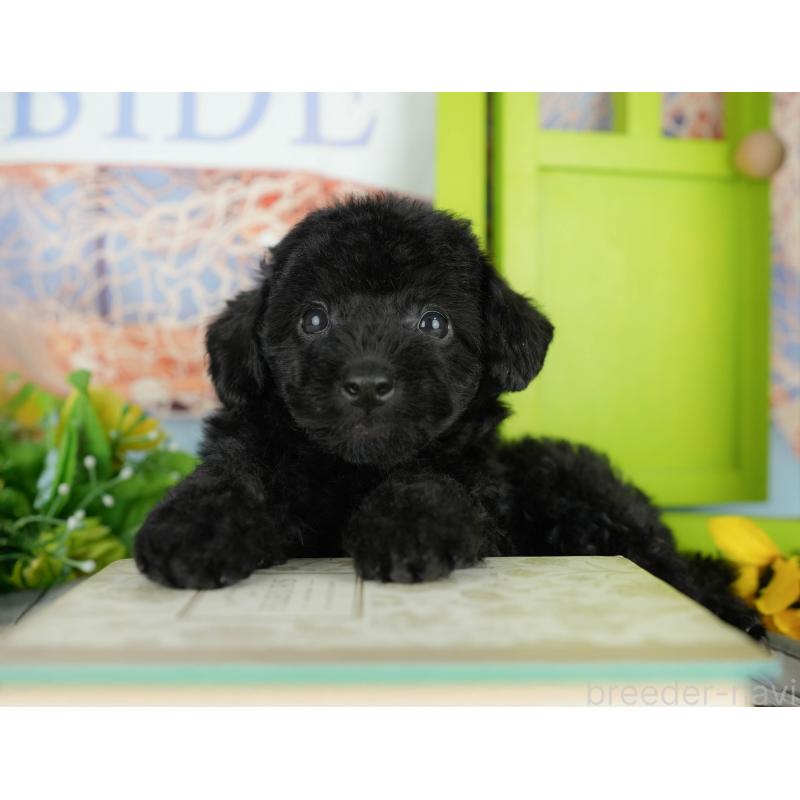 販売中の千葉県のトイプードル-438915の5枚目