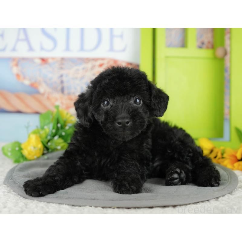 販売中の千葉県のトイプードル-438915の4枚目