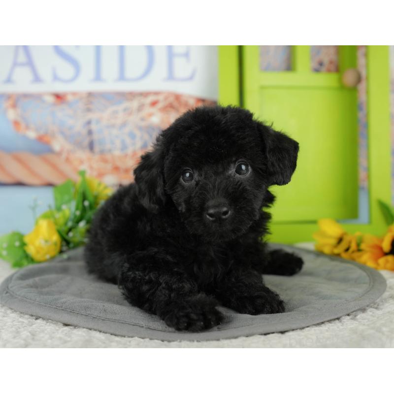 販売中の千葉県のトイプードル-438915の3枚目