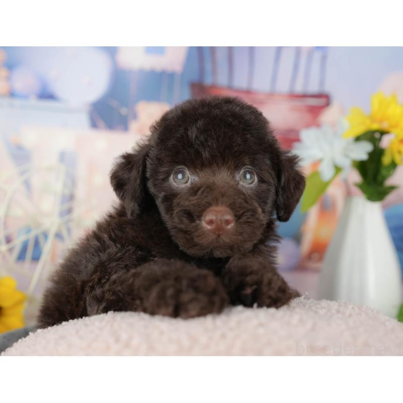 販売中の千葉県のトイプードル-438912の9枚目