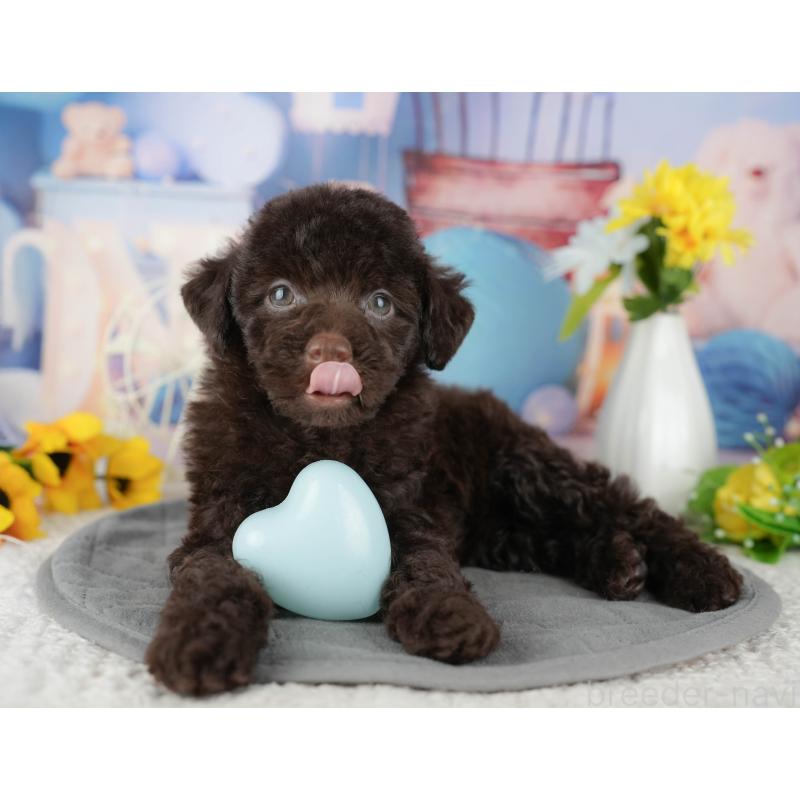 販売中の千葉県のトイプードル-438912の8枚目