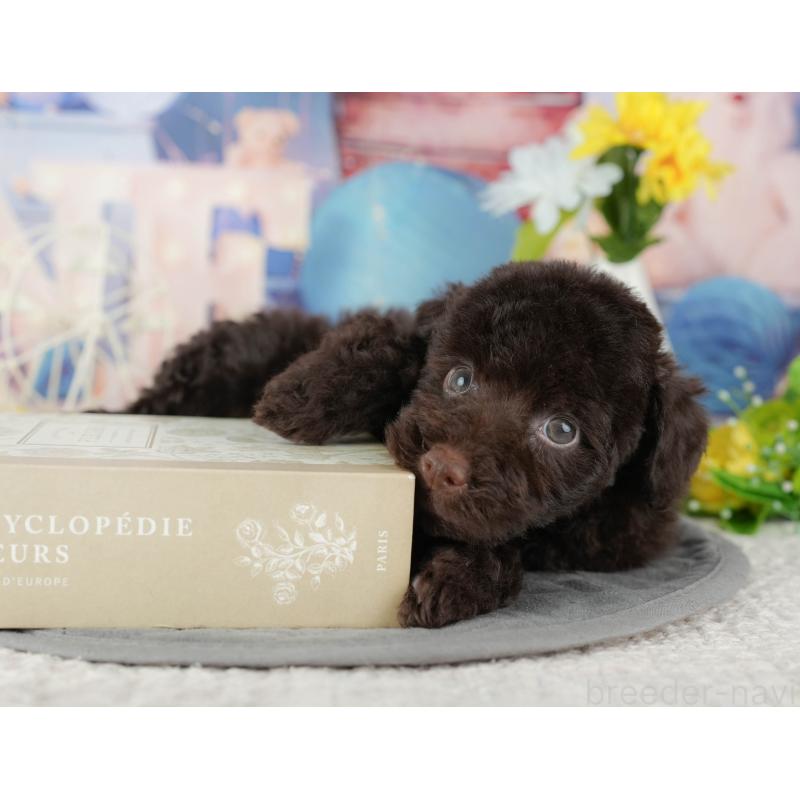 販売中の千葉県のトイプードル-438912の7枚目