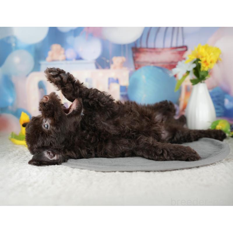 販売中の千葉県のトイプードル-438912の3枚目