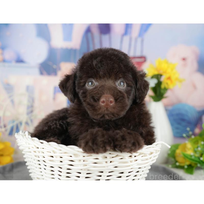 販売中の千葉県のトイプードル-438912の2枚目