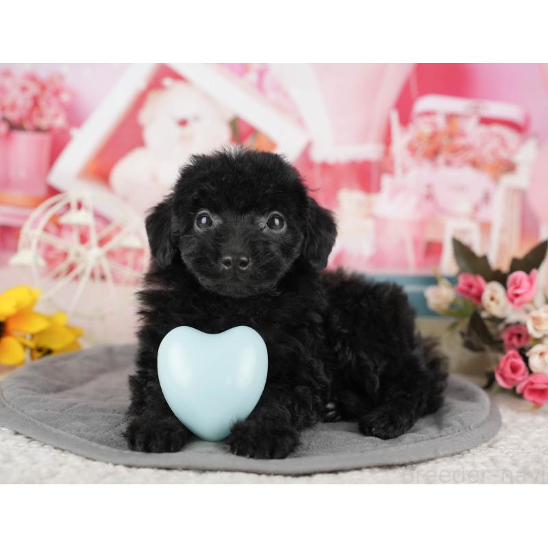 販売中の千葉県のトイプードル-438908の10枚目