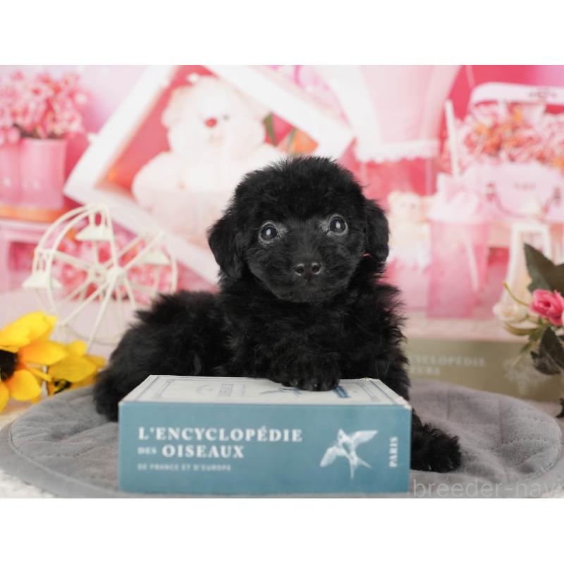 販売中の千葉県のトイプードル-438908の9枚目