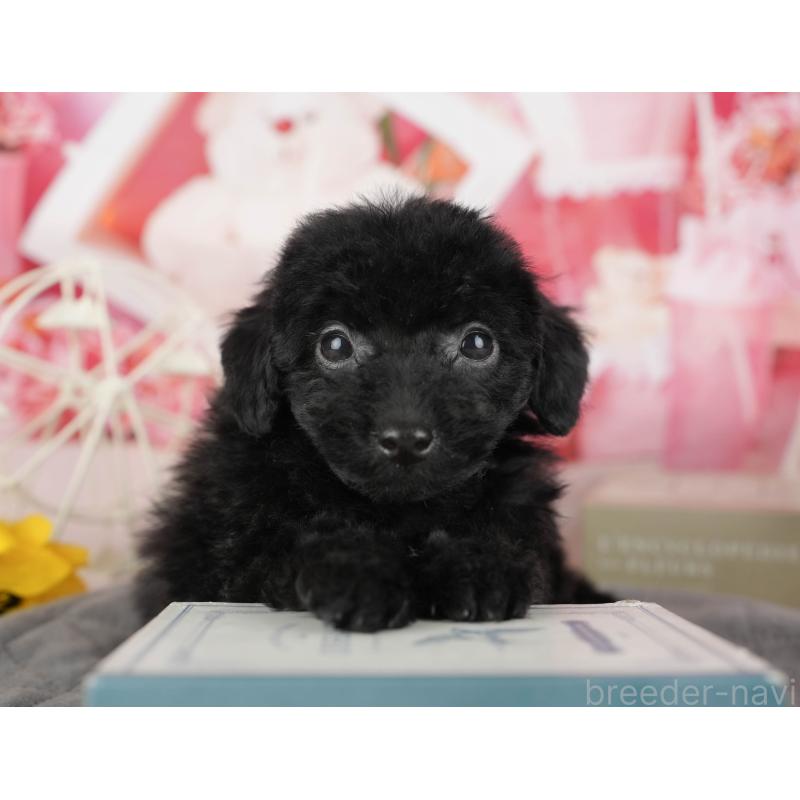 販売中の千葉県のトイプードル-438908の6枚目